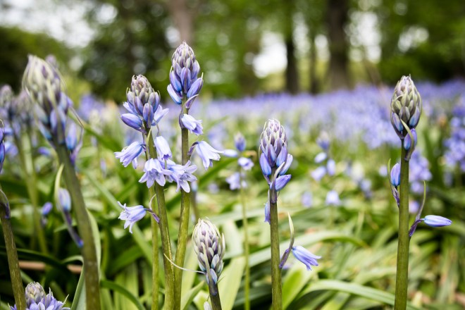 Brooklyn-Botanical-Garden-3