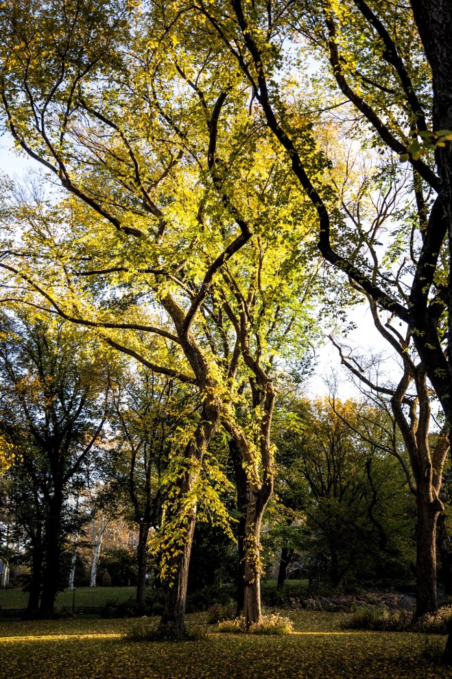 Central-Park-Fall-2a