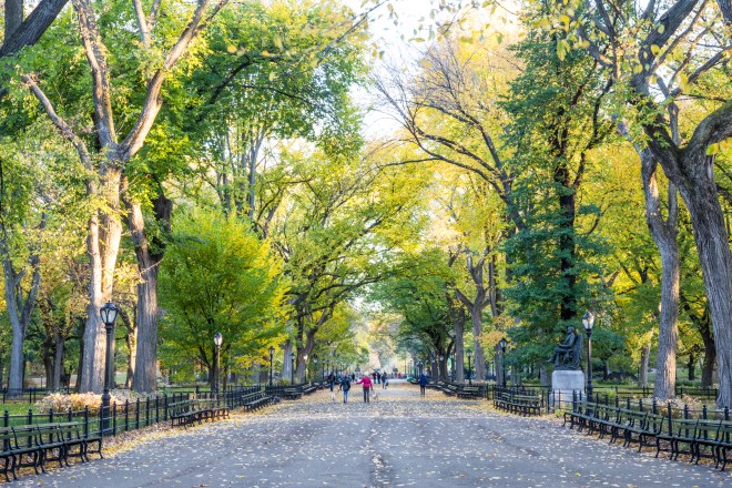 Central-Park-Fall-6