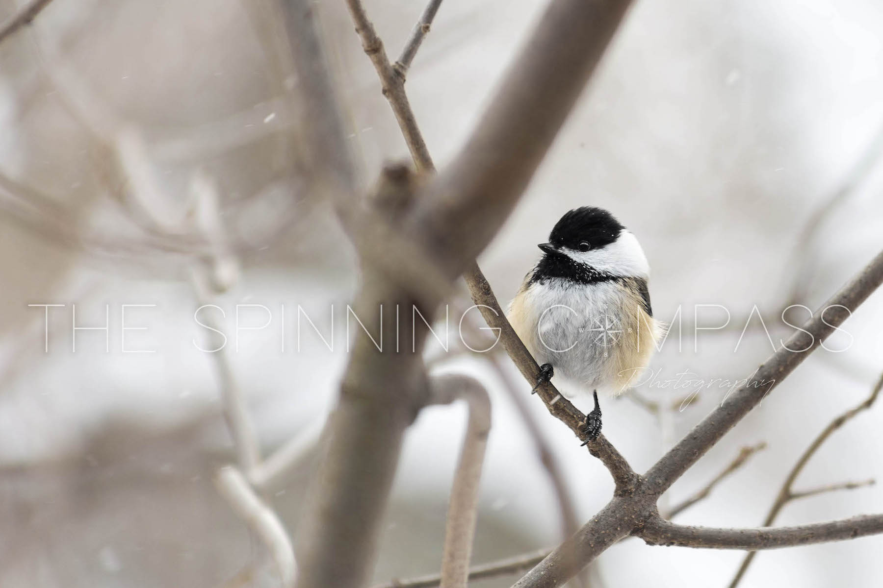 Black-Capped Chickadee in Winter
