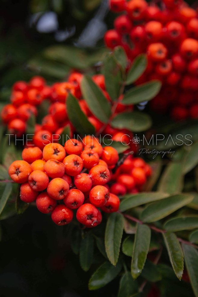 Red-orange berries on a tree